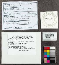 Laetiporus sulphureus image