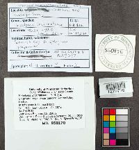 Media resource of Hebeloma incarnatulum