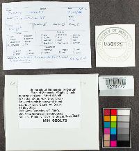 Mycena niveipes image