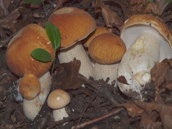 Boletus nobilissimus image