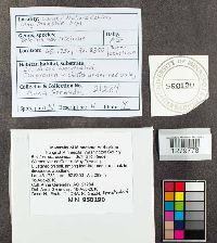 Boletus nobilissimus image