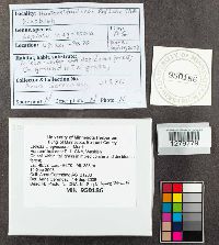 Lepiota magnispora image