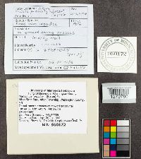 Marasmius oreades image