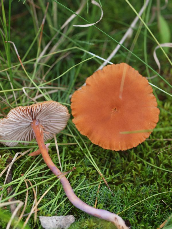 Laccaria image