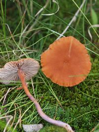 Laccaria bicolor image