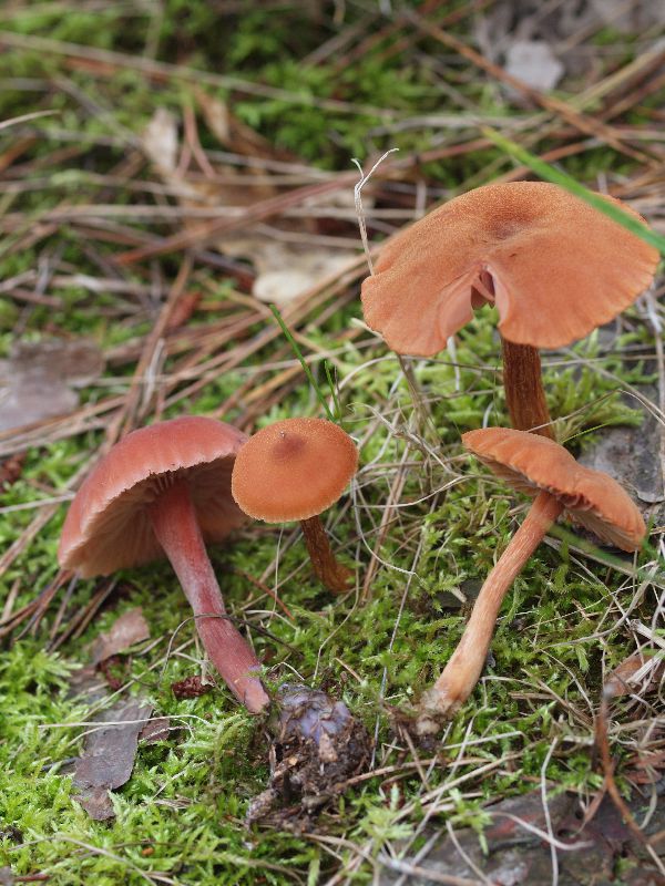 Laccaria bicolor image