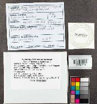 Laccaria bicolor image