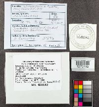 Lentinellus ursinus image