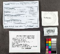 Cantharellula umbonata image