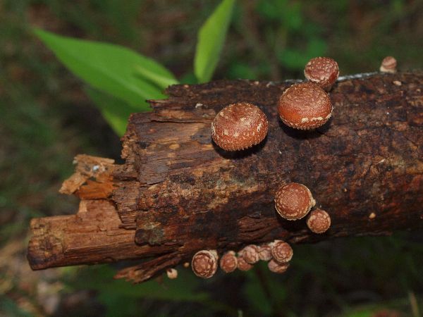 Heliocybe sulcata image