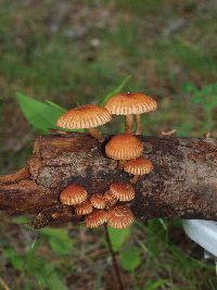 Heliocybe sulcata image