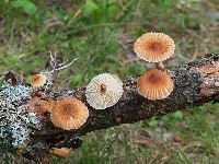 Heliocybe sulcata image