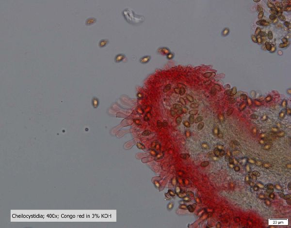 Hebeloma image