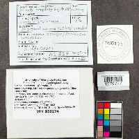 Urnula craterium image