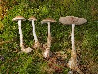 Hebeloma incarnatulum image