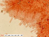 Hebeloma incarnatulum image