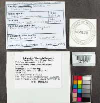 Hebeloma incarnatulum image