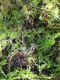 Sarcoleotia turficola image