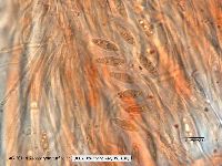 Sarcoleotia turficola image