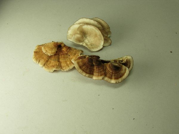 Trametes versicolor image