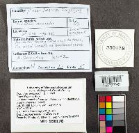 Trametes versicolor image