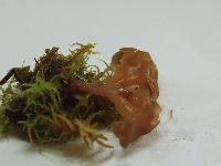 Sarcoleotia turficola image