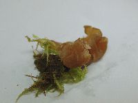 Sarcoleotia turficola image