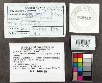 Sarcoleotia turficola image