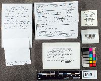 Laccaria longipes image