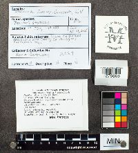 Panellus stipticus image