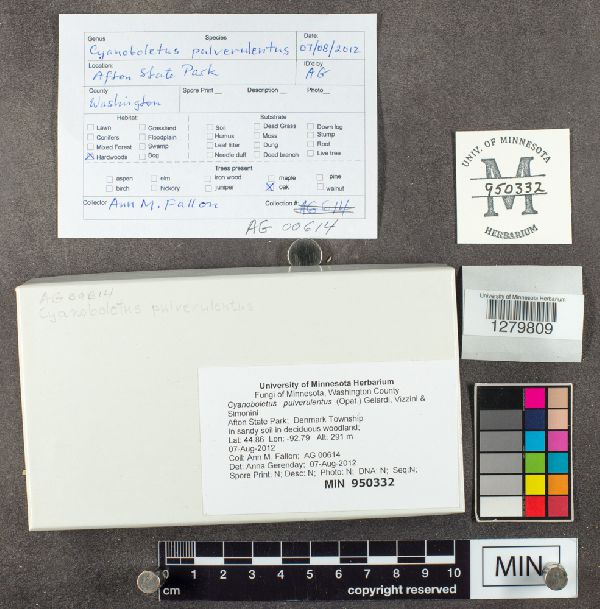 Cyanoboletus pulverulentus image