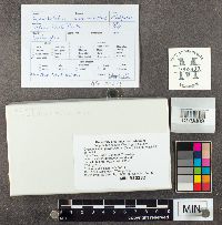 Media resource of Cyanoboletus pulverulentus