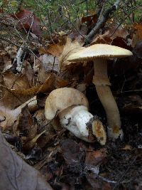 Image Associated With the Occurrence