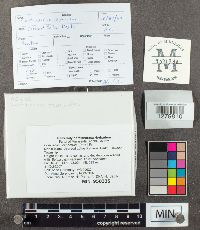 Cortinarius caperatus image