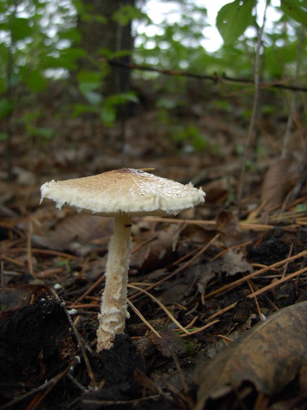 Agaricaceae image