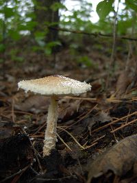 Media resource of Lepiota magnispora