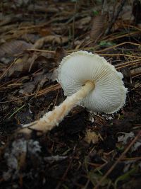 Lepiota magnispora image