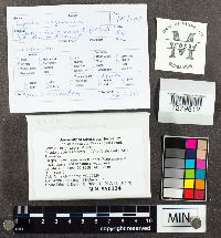 Lepiota magnispora image