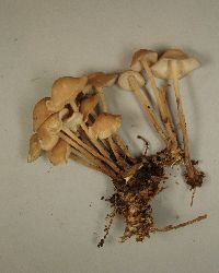 Media resource of Collybia confluens