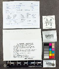 Media resource of Volvariella bombycina