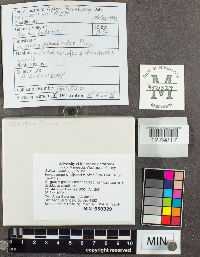 Suillus luteus image