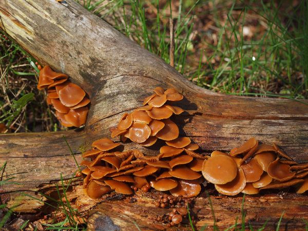 Kuehneromyces vernalis image