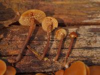 Kuehneromyces vernalis image
