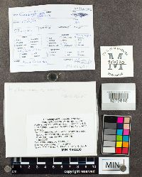 Kuehneromyces vernalis image