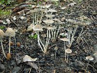 Coprinellus angulatus image