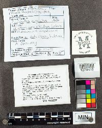 Coprinellus angulatus image