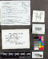 Media resource of Gliophorus laetus