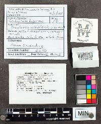 Trichaptum biforme image