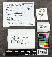 Mycena leaiana image
