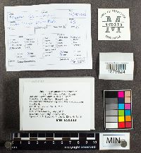 Mycena haematopus image